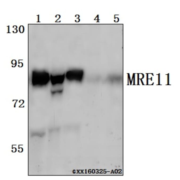 Anti-MRE11 (Q459) Antibody from Bioworld Technology (BS2235) - Antibodies.com