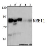 Anti-MRE11 (Q459) Antibody from Bioworld Technology (BS2235) - Antibodies.com