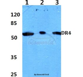 Anti-DR4 (D430) Antibody from Bioworld Technology (BS2238) - Antibodies.com