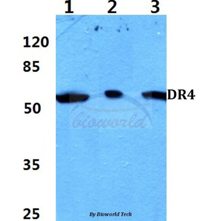 Anti-DR4 (D430) Antibody from Bioworld Technology (BS2238) - Antibodies.com