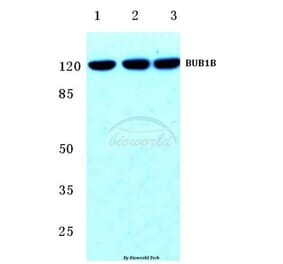 Anti-BUB1B (T368) Antibody from Bioworld Technology (BS2244) - Antibodies.com