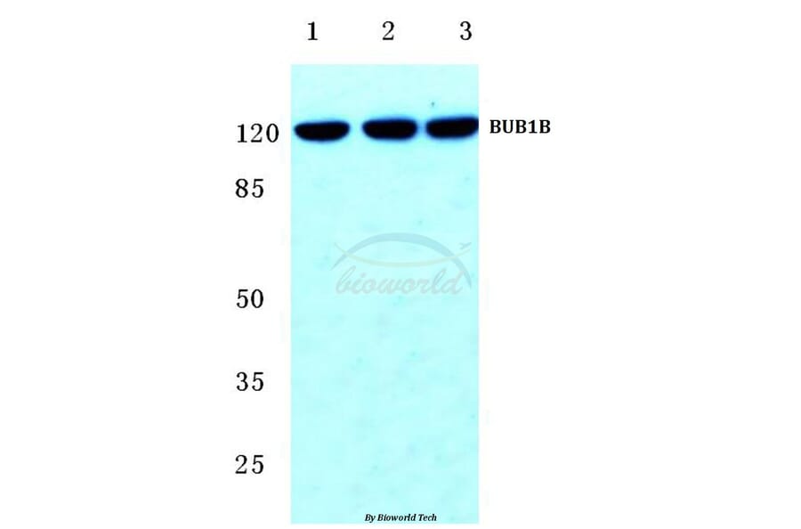 Anti-BUB1B (T368) Antibody from Bioworld Technology (BS2244) - Antibodies.com