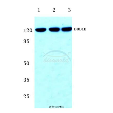 Anti-BUB1B (T368) Antibody from Bioworld Technology (BS2244) - Antibodies.com
