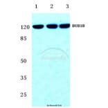 Anti-BUB1B (T368) Antibody from Bioworld Technology (BS2244) - Antibodies.com