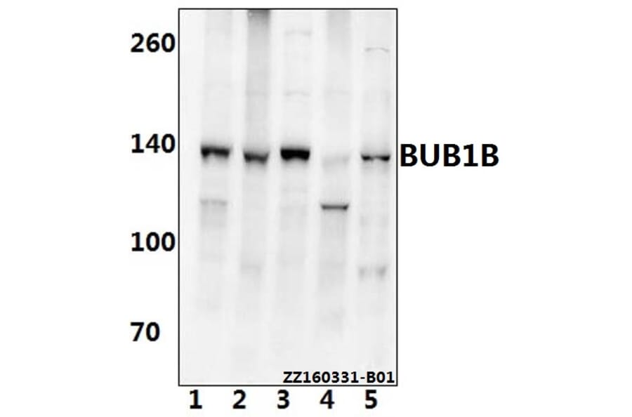 Anti-BUB1B (T368) Antibody from Bioworld Technology (BS2244) - Antibodies.com