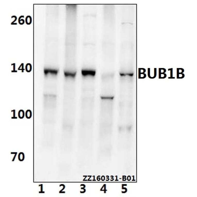 Anti-BUB1B (T368) Antibody from Bioworld Technology (BS2244) - Antibodies.com