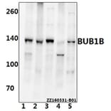 Anti-BUB1B (T368) Antibody from Bioworld Technology (BS2244) - Antibodies.com