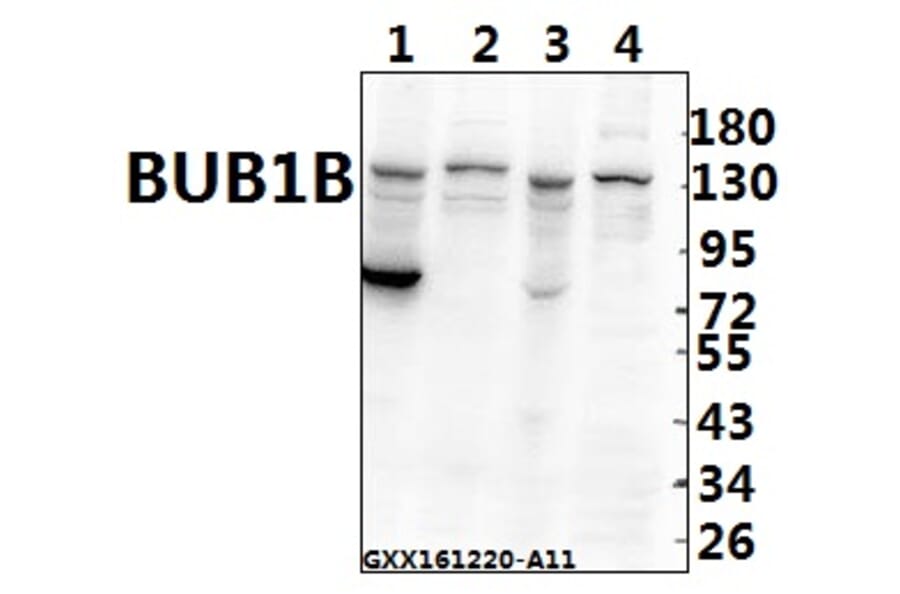 Anti-BUB1B (T368) Antibody from Bioworld Technology (BS2244) - Antibodies.com
