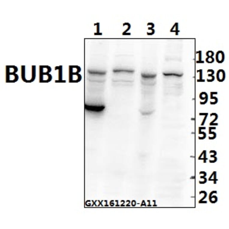 Anti-BUB1B (T368) Antibody from Bioworld Technology (BS2244) - Antibodies.com
