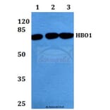 Anti-HBO1 (S167) Antibody from Bioworld Technology (BS2248) - Antibodies.com
