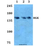 Anti-HGK (R430) Antibody from Bioworld Technology (BS2249) - Antibodies.com