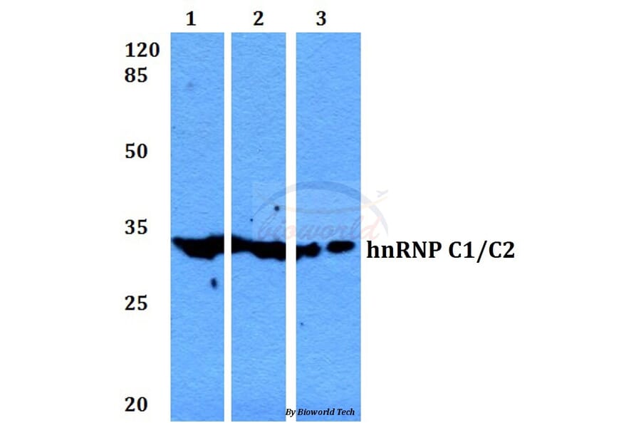 Anti-hnRNP C1/2 (D271) Antibody from Bioworld Technology (BS2252) - Antibodies.com