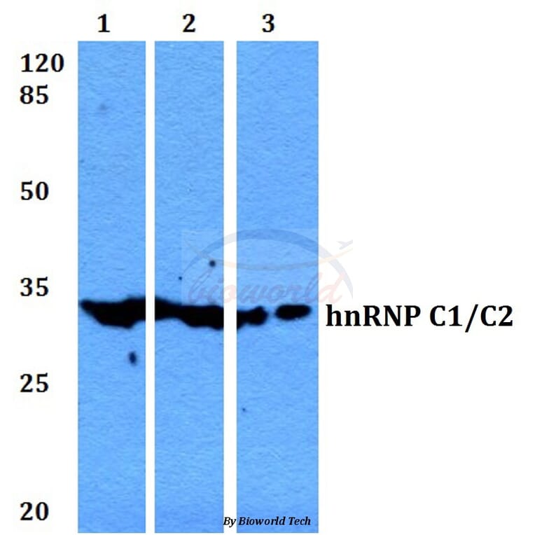 Anti-hnRNP C1/2 (D271) Antibody from Bioworld Technology (BS2252) - Antibodies.com
