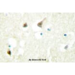 Anti-hnRNP C1/2 (D271) Antibody from Bioworld Technology (BS2252) - Antibodies.com