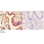 Anti-AR-α2A (R361) Antibody from Bioworld Technology (BS2254) - Antibodies.com