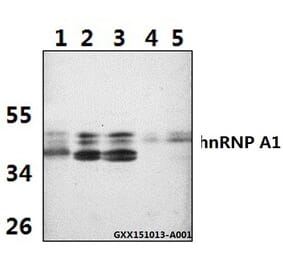 Anti-hnRNP A1 (E85) Antibody from Bioworld Technology (BS2255) - Antibodies.com