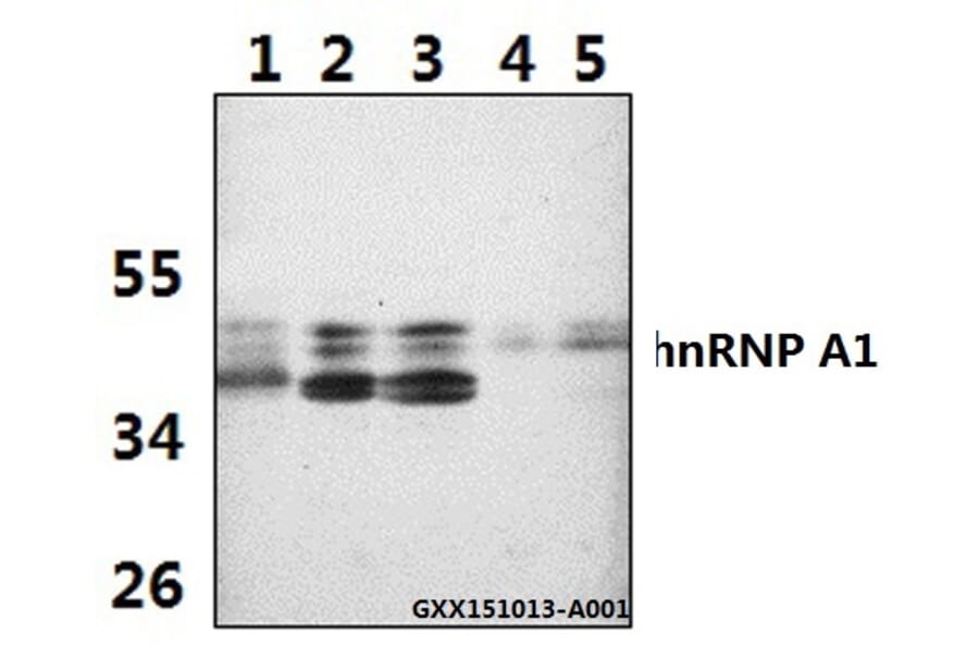 Anti-hnRNP A1 (E85) Antibody from Bioworld Technology (BS2255) - Antibodies.com