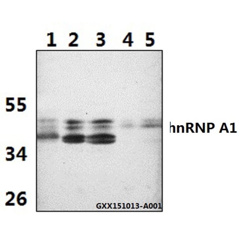 Anti-hnRNP A1 (E85) Antibody from Bioworld Technology (BS2255) - Antibodies.com