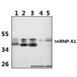 Anti-hnRNP A1 (E85) Antibody from Bioworld Technology (BS2255) - Antibodies.com