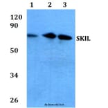 Anti-SKIL (D652) Antibody from Bioworld Technology (BS2257) - Antibodies.com