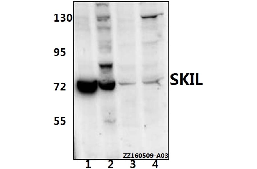 Anti-SKIL (D652) Antibody from Bioworld Technology (BS2257) - Antibodies.com