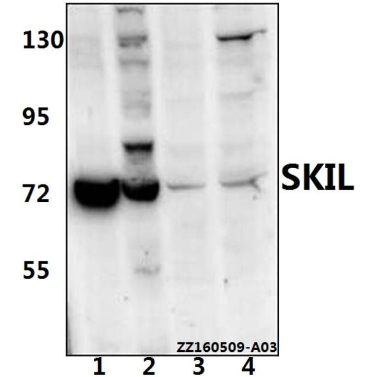 Anti-SKIL (D652) Antibody from Bioworld Technology (BS2257) - Antibodies.com