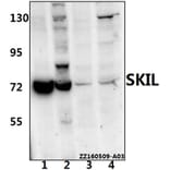 Anti-SKIL (D652) Antibody from Bioworld Technology (BS2257) - Antibodies.com