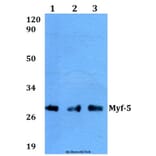 Anti-Myf-5 (A88) Antibody from Bioworld Technology (BS2258) - Antibodies.com