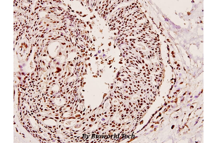 Anti-PFKFB1 (E442) Antibody from Bioworld Technology (BS2259) - Antibodies.com