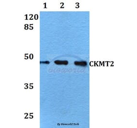 Anti-CKMT2 (W262) Antibody from Bioworld Technology (BS2260) - Antibodies.com
