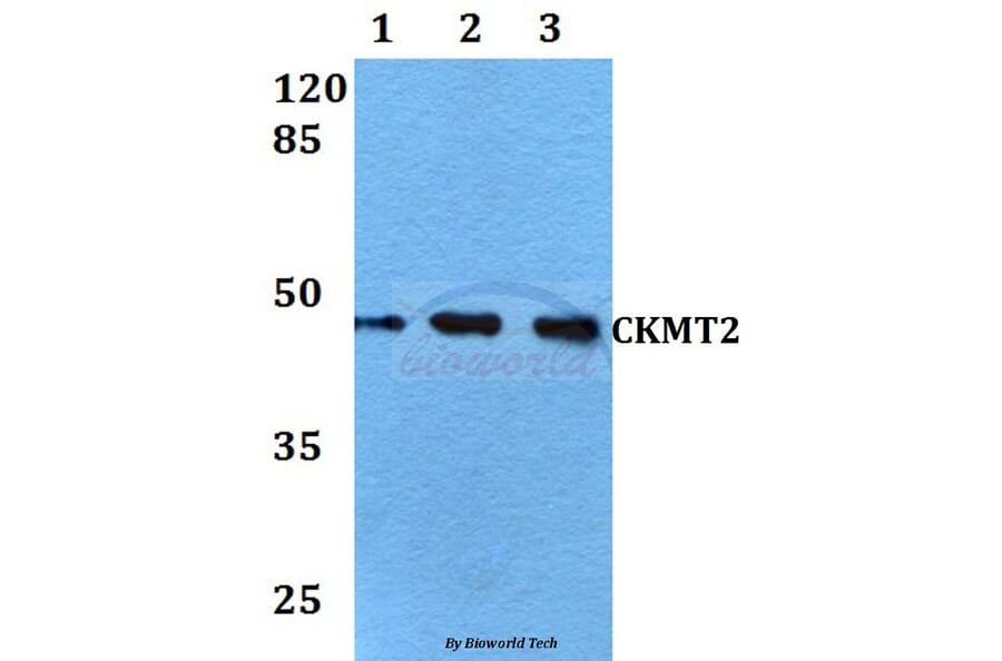 Anti-CKMT2 (W262) Antibody from Bioworld Technology (BS2260) - Antibodies.com