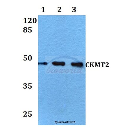 Anti-CKMT2 (W262) Antibody from Bioworld Technology (BS2260) - Antibodies.com