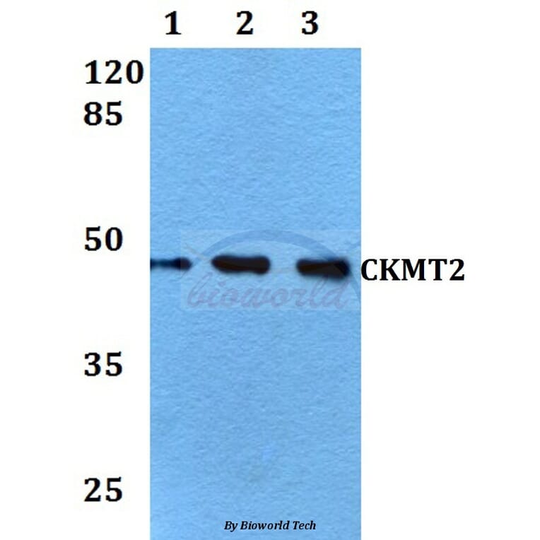 Anti-CKMT2 (W262) Antibody from Bioworld Technology (BS2260) - Antibodies.com