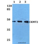 Anti-CKMT2 (W262) Antibody from Bioworld Technology (BS2260) - Antibodies.com