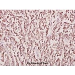 Anti-CKMT2 (W262) Antibody from Bioworld Technology (BS2260) - Antibodies.com