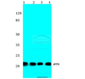 Anti-ATF3 (N159) Antibody from Bioworld Technology (BS2261) - Antibodies.com