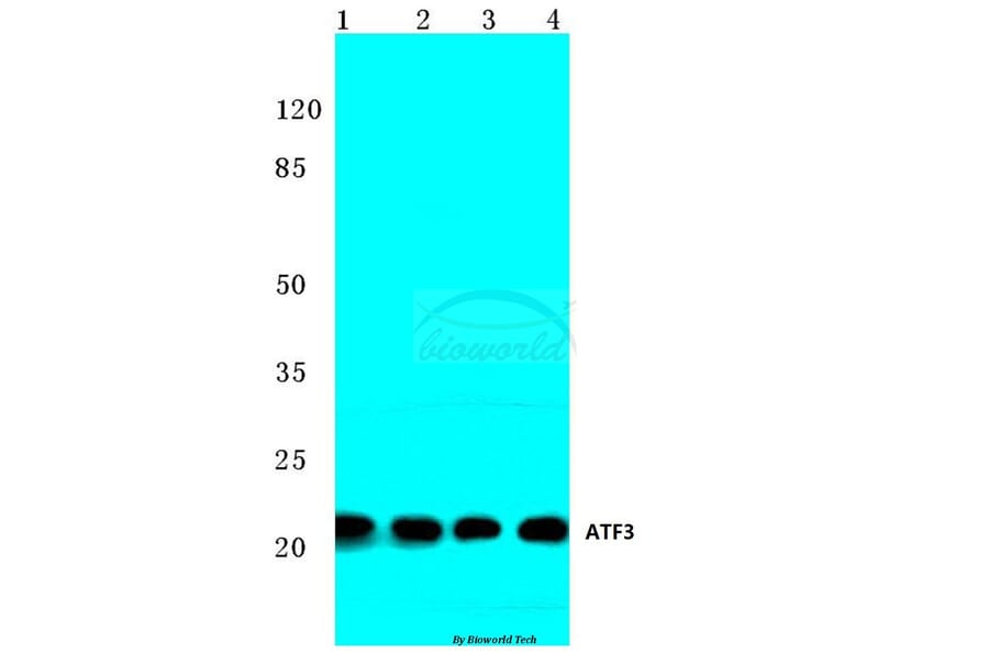 Anti-ATF3 (N159) Antibody from Bioworld Technology (BS2261) - Antibodies.com