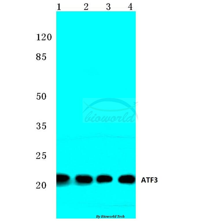 Anti-ATF3 (N159) Antibody from Bioworld Technology (BS2261) - Antibodies.com