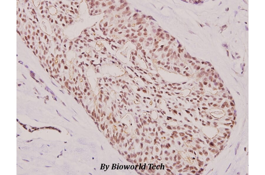 Anti-ATF3 (N159) Antibody from Bioworld Technology (BS2261) - Antibodies.com