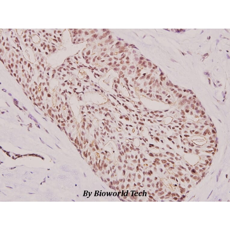 Anti-ATF3 (N159) Antibody from Bioworld Technology (BS2261) - Antibodies.com