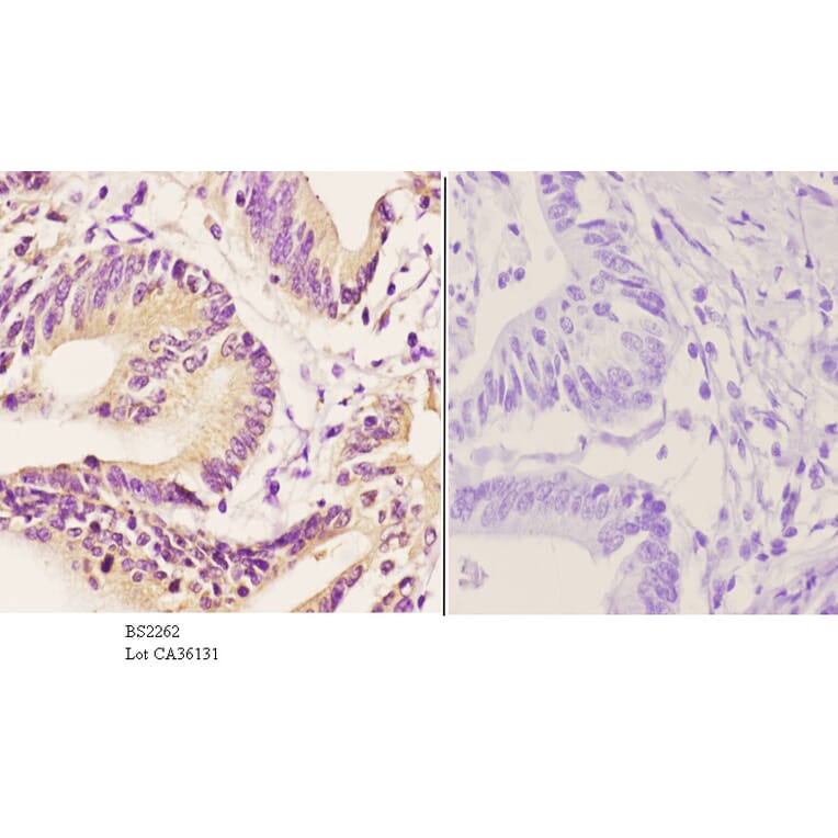 Anti-TBP (A184) Antibody from Bioworld Technology (BS2262) - Antibodies.com