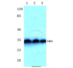 Anti-Cdk2 (Q265) Antibody from Bioworld Technology (BS2263) - Antibodies.com