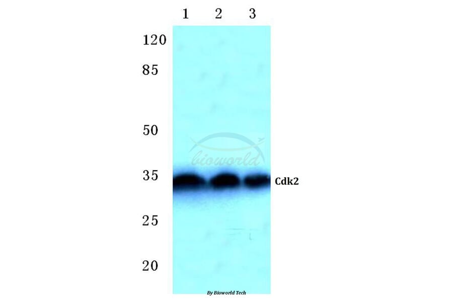 Anti-Cdk2 (Q265) Antibody from Bioworld Technology (BS2263) - Antibodies.com
