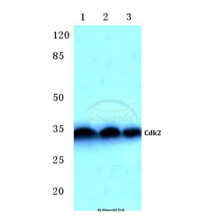 Anti-Cdk2 (Q265) Antibody from Bioworld Technology (BS2263) - Antibodies.com