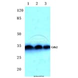 Anti-Cdk2 (Q265) Antibody from Bioworld Technology (BS2263) - Antibodies.com