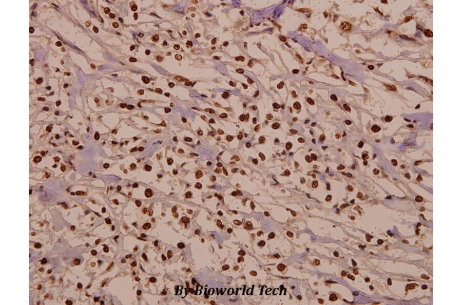 Anti-Cdk2 (Q265) Antibody from Bioworld Technology (BS2263) - Antibodies.com