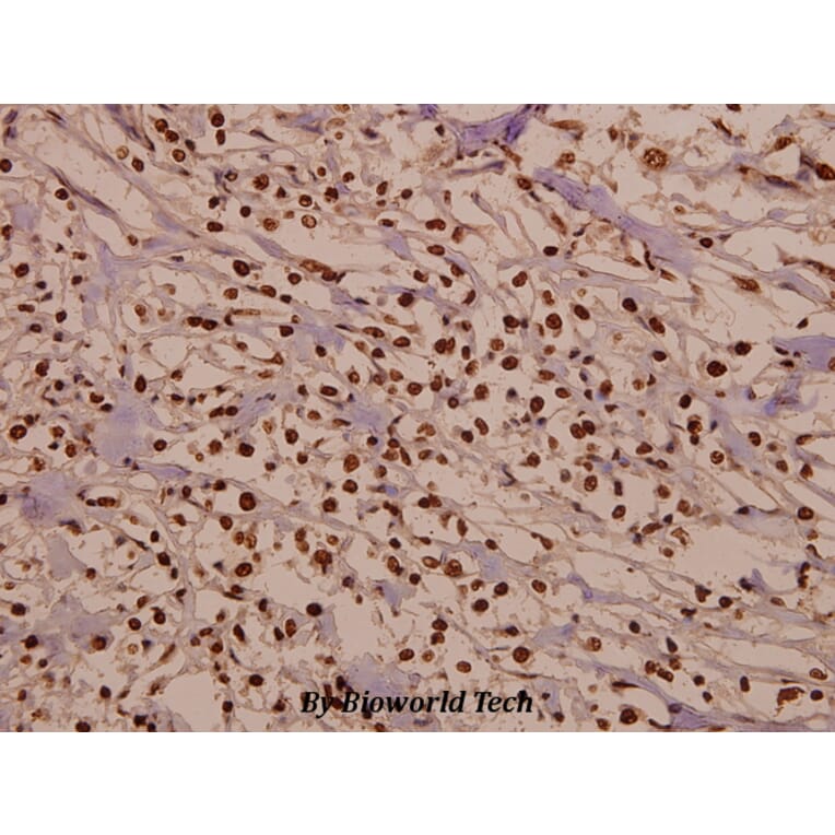 Anti-Cdk2 (Q265) Antibody from Bioworld Technology (BS2263) - Antibodies.com