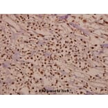 Anti-Cdk2 (Q265) Antibody from Bioworld Technology (BS2263) - Antibodies.com