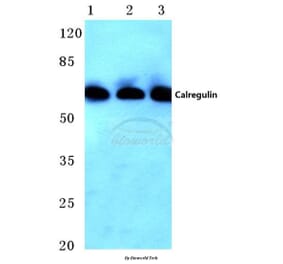 Anti-Calregulin (G54) Antibody from Bioworld Technology (BS2264) - Antibodies.com