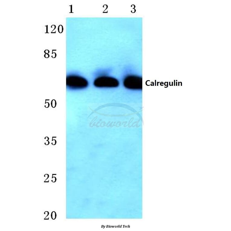 Anti-Calregulin (G54) Antibody from Bioworld Technology (BS2264) - Antibodies.com